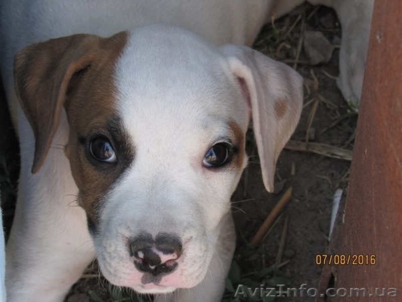 Продается щенок американского бульдога - <ro>Изображение</ro><ru>Изображение</ru> #4, <ru>Объявление</ru> #1488553