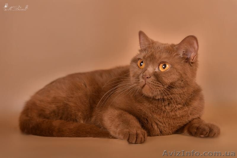 элитных британских котят - <ro>Изображение</ro><ru>Изображение</ru> #5, <ru>Объявление</ru> #1486538