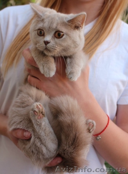 элитных британских котят - <ro>Изображение</ro><ru>Изображение</ru> #3, <ru>Объявление</ru> #1486538