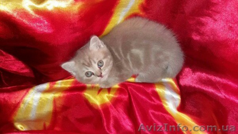 Шотландские тигрюли - <ro>Изображение</ro><ru>Изображение</ru> #5, <ru>Объявление</ru> #1509128