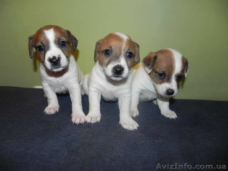 Породистые щенки Джек Рассел Терьера. - <ro>Изображение</ro><ru>Изображение</ru> #3, <ru>Объявление</ru> #1511556