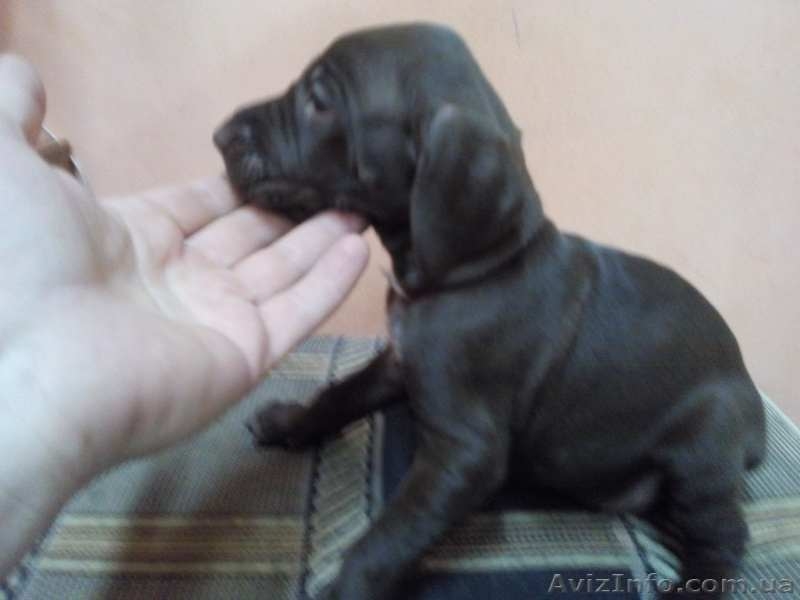 Щенки курцхаара в Одессе от Чемпионов! - <ro>Изображение</ro><ru>Изображение</ru> #3, <ru>Объявление</ru> #1512934