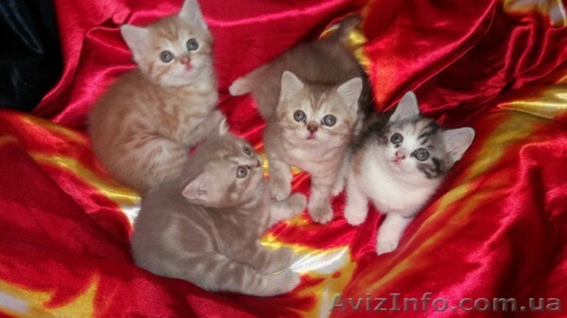 Шотландские тигрюли - <ro>Изображение</ro><ru>Изображение</ru> #4, <ru>Объявление</ru> #1509128