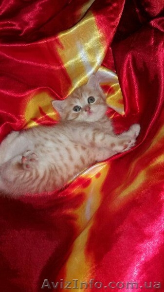 Шотландские тигрюли - <ro>Изображение</ro><ru>Изображение</ru> #3, <ru>Объявление</ru> #1509128