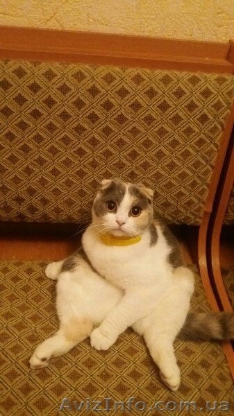 Шотландские тигрюли - <ro>Изображение</ro><ru>Изображение</ru> #6, <ru>Объявление</ru> #1509128