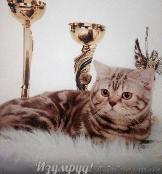 Шотландские тигрюли - <ro>Изображение</ro><ru>Изображение</ru> #7, <ru>Объявление</ru> #1509128