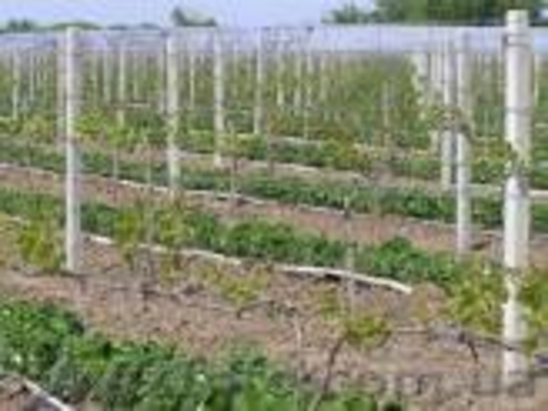 виноградные железобетонные  столбики - <ro>Изображение</ro><ru>Изображение</ru> #3, <ru>Объявление</ru> #1504651