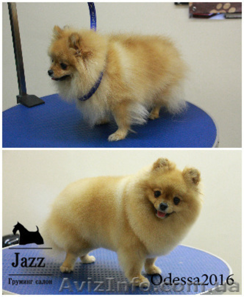 Стрижка собак в Одессе. Груминг салон Джаз. - <ro>Изображение</ro><ru>Изображение</ru> #4, <ru>Объявление</ru> #1515176