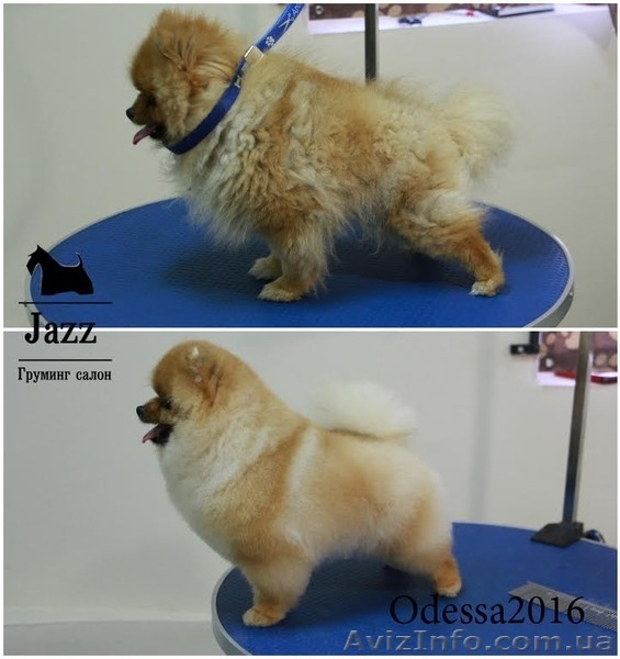 Стрижка померанского шпица. Одесса.любой сложности - <ro>Изображение</ro><ru>Изображение</ru> #3, <ru>Объявление</ru> #1518907