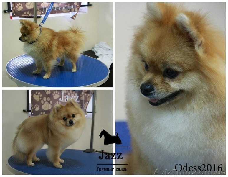 Стрижка померанского шпица. Одесса.любой сложности - <ro>Изображение</ro><ru>Изображение</ru> #4, <ru>Объявление</ru> #1518907