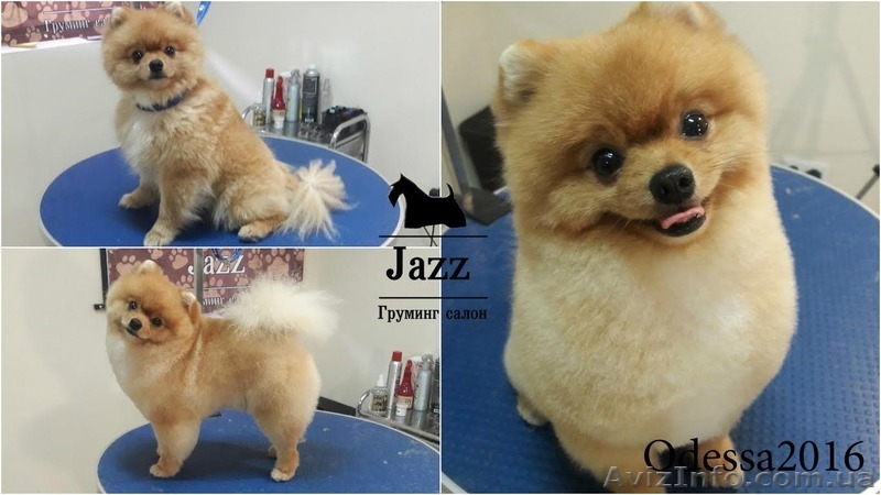 Стрижка померанского шпица. Одесса.любой сложности - <ro>Изображение</ro><ru>Изображение</ru> #5, <ru>Объявление</ru> #1518907