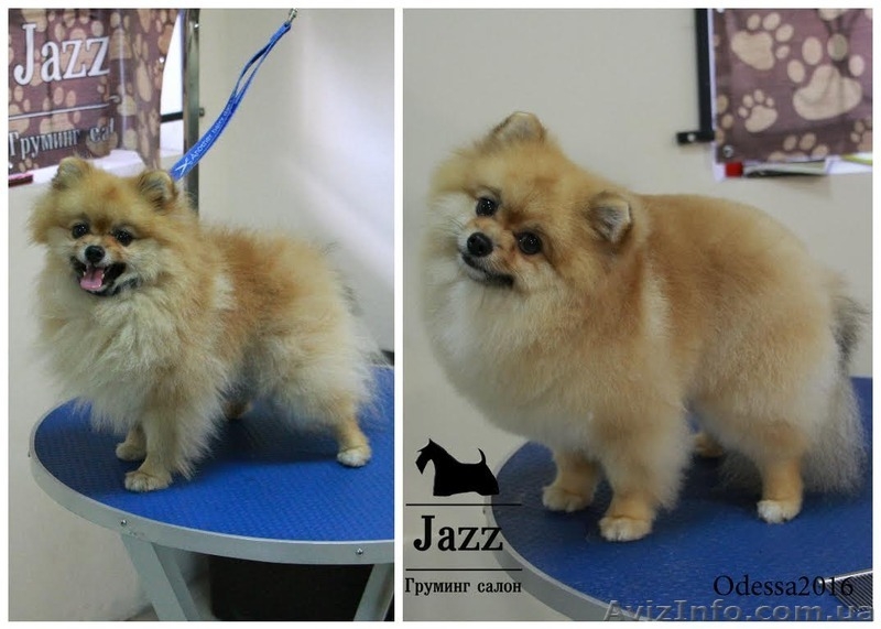 Стрижка померанского шпица. Одесса.любой сложности - <ro>Изображение</ro><ru>Изображение</ru> #6, <ru>Объявление</ru> #1518907