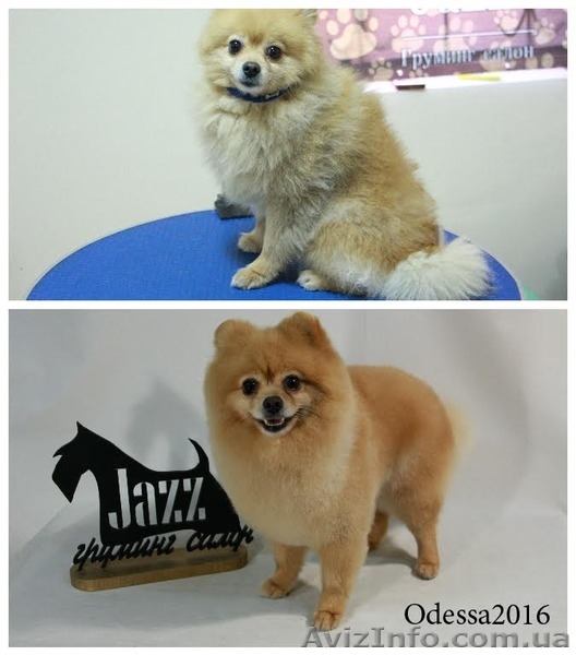 Стрижка померанского шпица. Одесса.любой сложности - <ro>Изображение</ro><ru>Изображение</ru> #7, <ru>Объявление</ru> #1518907