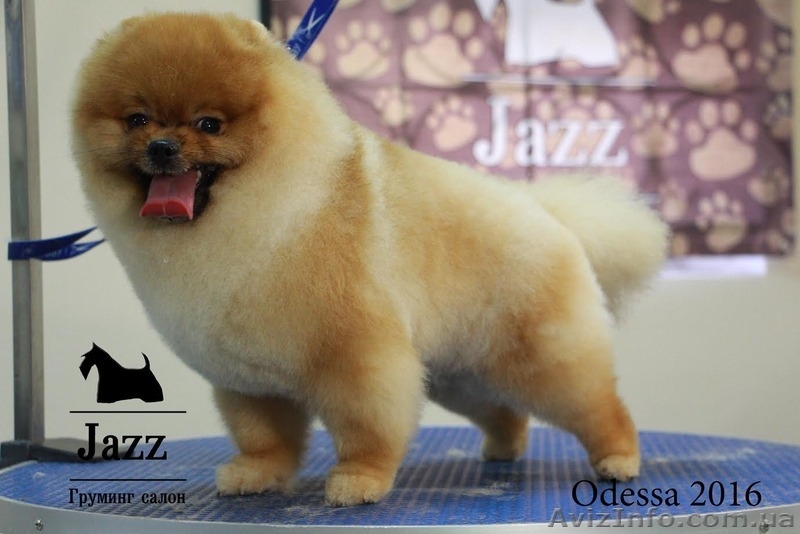Стрижка померанского шпица. Одесса.любой сложности - <ro>Изображение</ro><ru>Изображение</ru> #8, <ru>Объявление</ru> #1518907