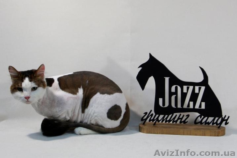 Стрижка кошек и котов. Без наркоза. - <ro>Изображение</ro><ru>Изображение</ru> #3, <ru>Объявление</ru> #1517981