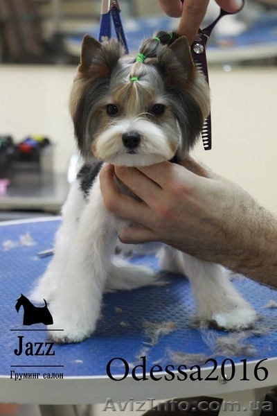 Стрижка Йорка. Стрижка йоркширского терьера. Одесса. - <ro>Изображение</ro><ru>Изображение</ru> #3, <ru>Объявление</ru> #1525735