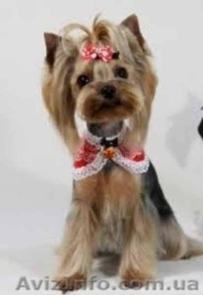 Стрижка Йорка. Стрижка йоркширского терьера. Одесса. - <ro>Изображение</ro><ru>Изображение</ru> #6, <ru>Объявление</ru> #1525735