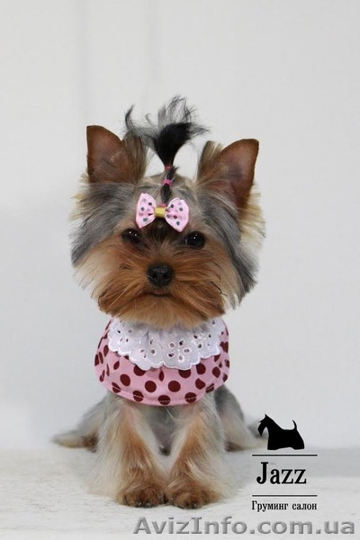 Стрижка Йорка. Стрижка йоркширского терьера. Одесса. - <ro>Изображение</ro><ru>Изображение</ru> #7, <ru>Объявление</ru> #1525735