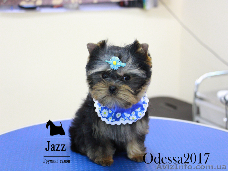 Стрижка собак. Груминг салон Одесса. Таирова.  Цена недорого. - <ro>Изображение</ro><ru>Изображение</ru> #3, <ru>Объявление</ru> #1530180