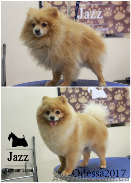 Стрижка собак. Груминг салон Одесса. Таирова.  Цена недорого. - <ro>Изображение</ro><ru>Изображение</ru> #4, <ru>Объявление</ru> #1530180