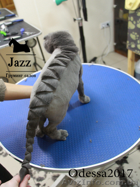 Стрижка собак. Груминг салон Одесса. Таирова.  Цена недорого. - <ro>Изображение</ro><ru>Изображение</ru> #5, <ru>Объявление</ru> #1530180