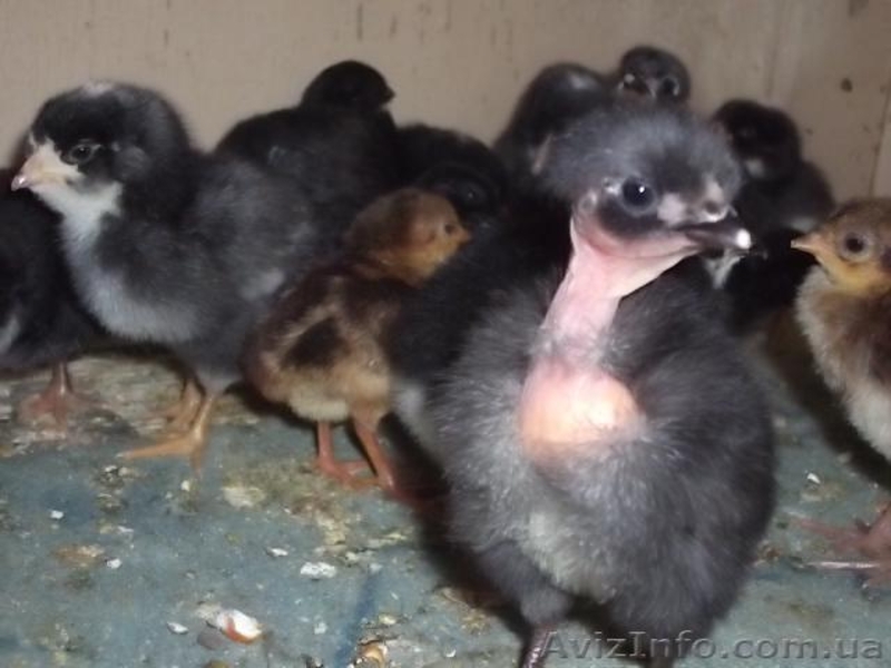 мулард  каччество супер - <ro>Изображение</ro><ru>Изображение</ru> #4, <ru>Объявление</ru> #1540686