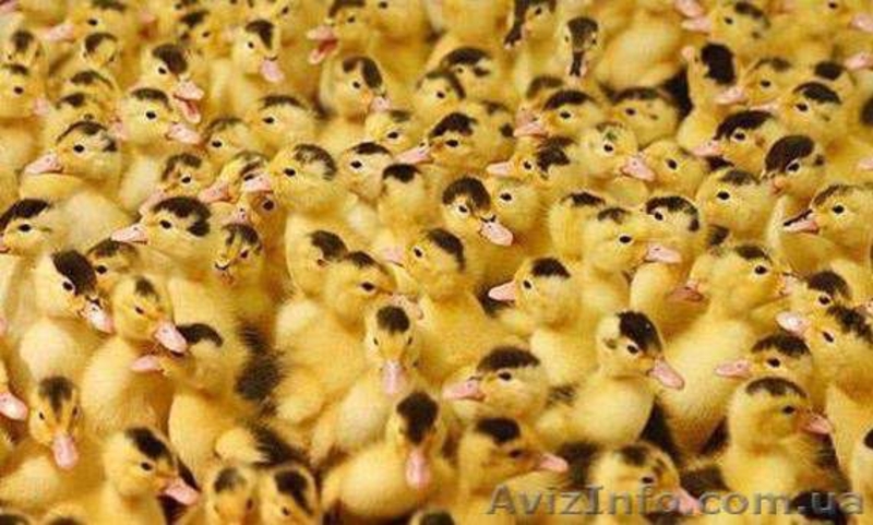 мулард утка- гусь - <ro>Изображение</ro><ru>Изображение</ru> #4, <ru>Объявление</ru> #1540655