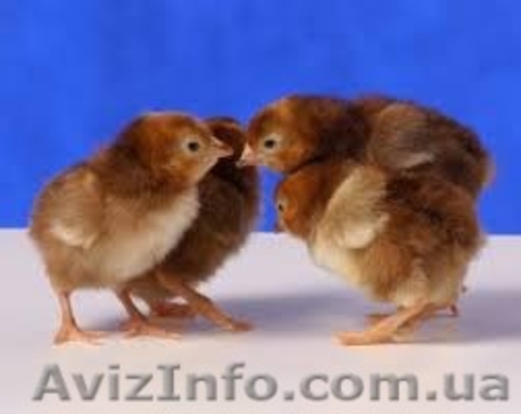 венгерский бройлер - <ro>Изображение</ro><ru>Изображение</ru> #3, <ru>Объявление</ru> #1541353