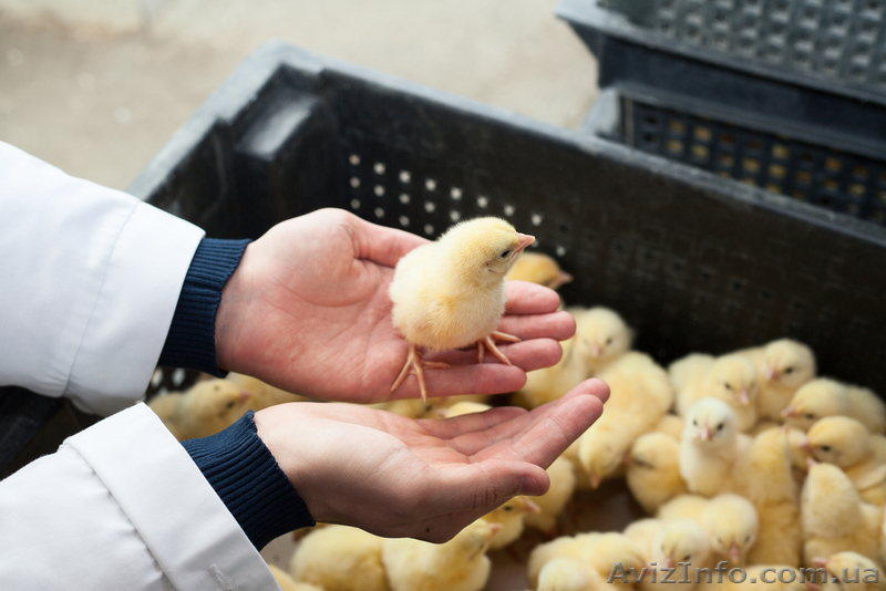 Цыплята Кобб 500, Мастер грей,Испанка,Редбро,Фокси чик, утята Мулард - <ro>Изображение</ro><ru>Изображение</ru> #4, <ru>Объявление</ru> #1541627