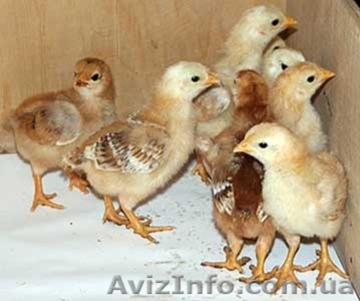 суточный бройлер, испанка, фокси чик, гриз бар - <ro>Изображение</ro><ru>Изображение</ru> #3, <ru>Объявление</ru> #1538840