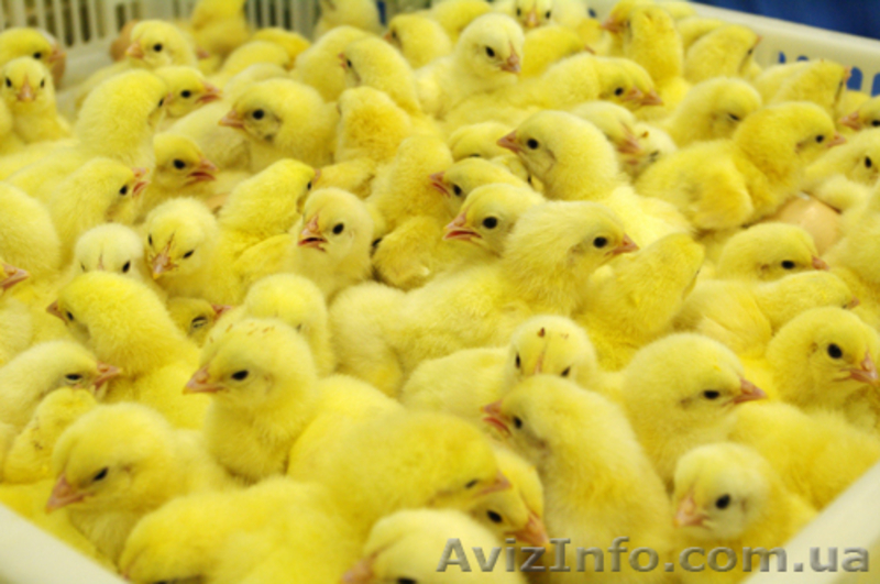 суточный бройлер , испанка, фокси чик, гриз бар - <ro>Изображение</ro><ru>Изображение</ru> #3, <ru>Объявление</ru> #1538765