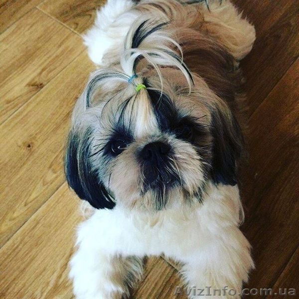 Стрижка собак и кошек любой породы. Выезд на дом Бесплатно - <ro>Изображение</ro><ru>Изображение</ru> #3, <ru>Объявление</ru> #1546507