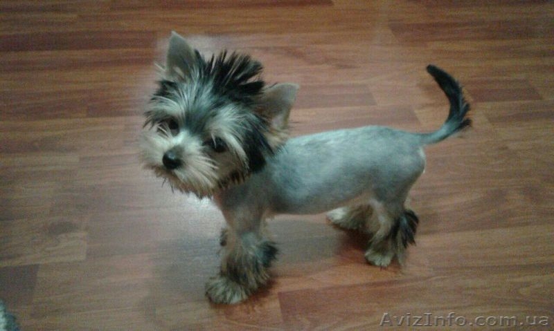 Стрижка собак и кошек любой породы. Выезд на дом Бесплатно - <ro>Изображение</ro><ru>Изображение</ru> #4, <ru>Объявление</ru> #1546507