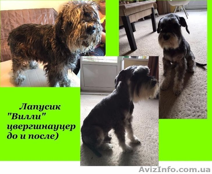 Стрижка собак и кошек любой породы. Выезд на дом Бесплатно - <ro>Изображение</ro><ru>Изображение</ru> #5, <ru>Объявление</ru> #1546507