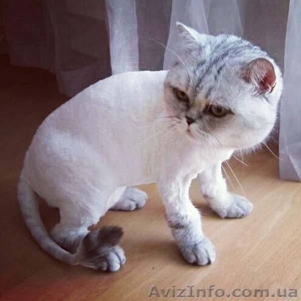 Стрижка собак и кошек любой породы. Выезд на дом Бесплатно - <ro>Изображение</ro><ru>Изображение</ru> #6, <ru>Объявление</ru> #1546507