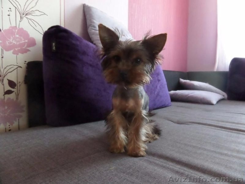 Стрижка собак и кошек любой породы. Выезд на дом Бесплатно - <ro>Изображение</ro><ru>Изображение</ru> #7, <ru>Объявление</ru> #1546507