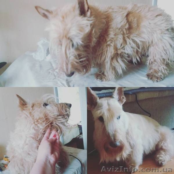 Стрижка собак и кошек любой породы. Выезд на дом Бесплатно - <ro>Изображение</ro><ru>Изображение</ru> #8, <ru>Объявление</ru> #1546507