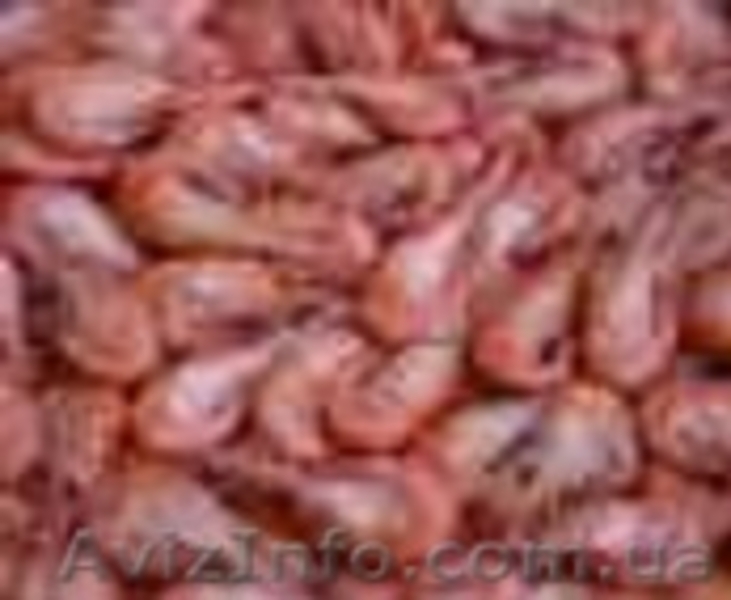 Продам черноморскую креветку - <ro>Изображение</ro><ru>Изображение</ru> #3, <ru>Объявление</ru> #1550165