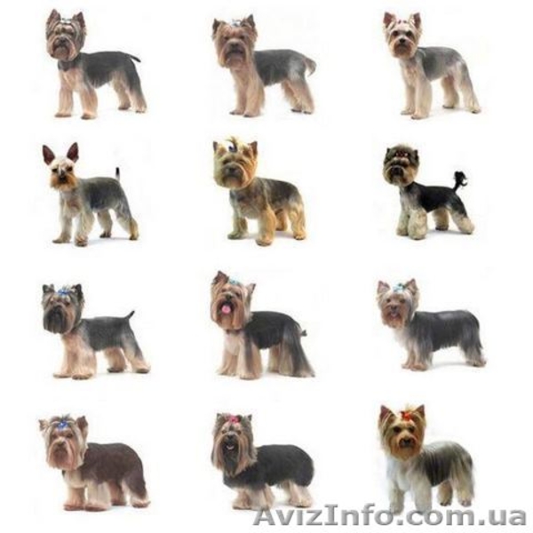 Стрижка собак и кошек. - <ro>Изображение</ro><ru>Изображение</ru> #3, <ru>Объявление</ru> #1569553