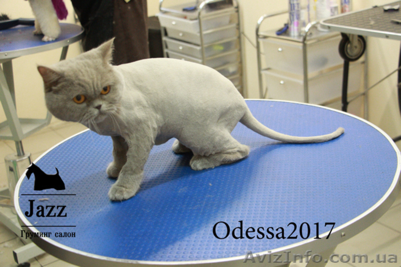 Стрижка кошек в Одессе. ЖМ Альтаир. Грумер Ирина Подгорная. - <ro>Изображение</ro><ru>Изображение</ru> #3, <ru>Объявление</ru> #1563688