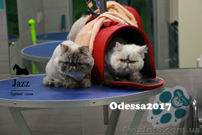 Стрижка кошек в Одессе. ЖМ Альтаир. Грумер Ирина Подгорная. - <ro>Изображение</ro><ru>Изображение</ru> #4, <ru>Объявление</ru> #1563688