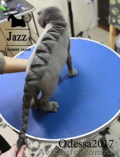 Стрижка кошек в Одессе. ЖМ Альтаир. Грумер Ирина Подгорная. - <ro>Изображение</ro><ru>Изображение</ru> #5, <ru>Объявление</ru> #1563688