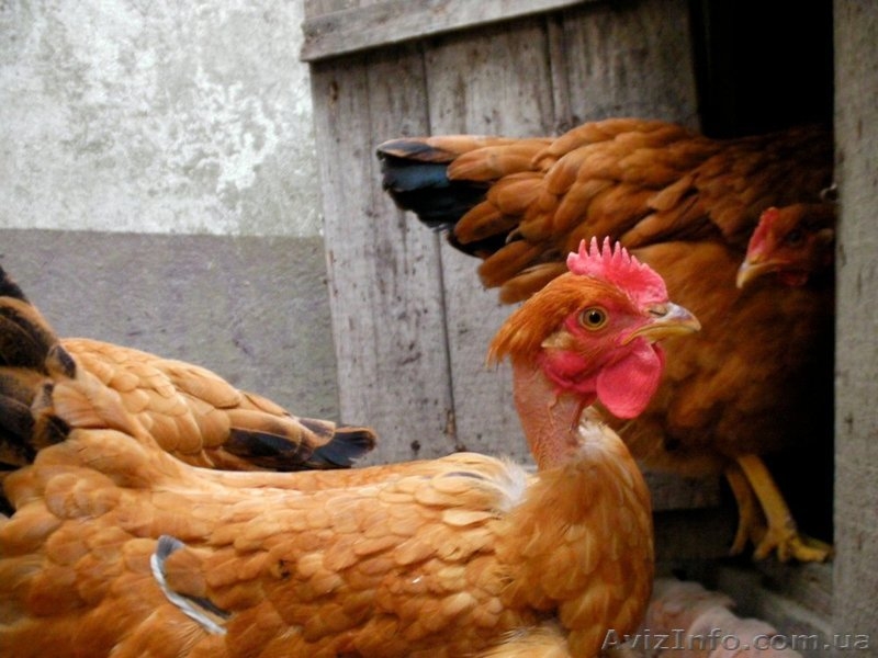 Подрощенная курочка молодка и петушки - <ro>Изображение</ro><ru>Изображение</ru> #3, <ru>Объявление</ru> #1566258