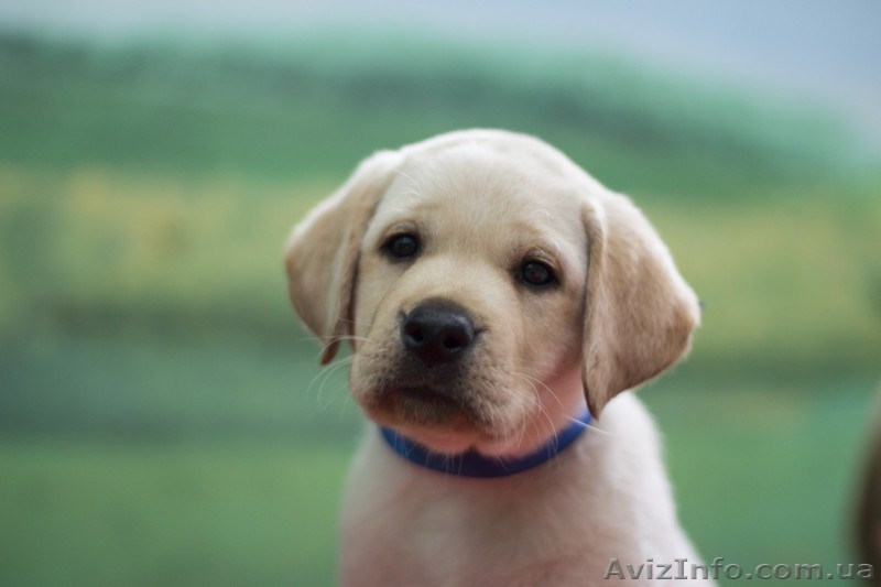 Щенки палевого лабрадора ретривера - <ro>Изображение</ro><ru>Изображение</ru> #3, <ru>Объявление</ru> #1574087