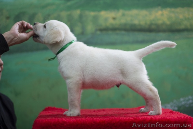 Щенки палевого лабрадора ретривера - <ro>Изображение</ro><ru>Изображение</ru> #4, <ru>Объявление</ru> #1574087