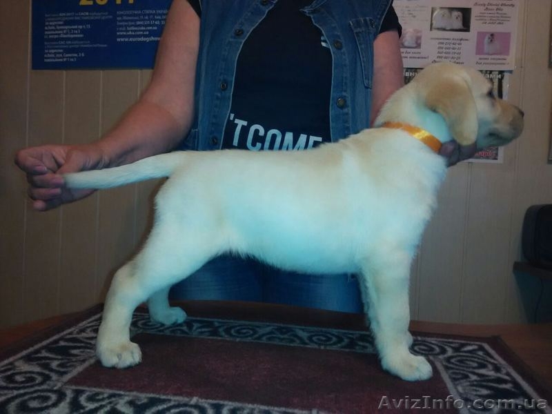 Щенки палевого лабрадора ретривера - <ro>Изображение</ro><ru>Изображение</ru> #5, <ru>Объявление</ru> #1574087