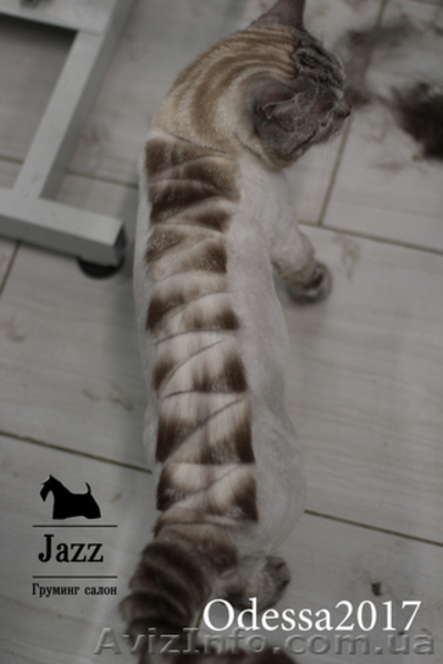 Стрижка кошек без наркоза. Грумер Ирина Подгорная. - <ro>Изображение</ro><ru>Изображение</ru> #3, <ru>Объявление</ru> #1571542