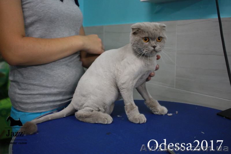 Стрижка кошек без наркоза. Грумер Ирина Подгорная. - <ro>Изображение</ro><ru>Изображение</ru> #4, <ru>Объявление</ru> #1571542