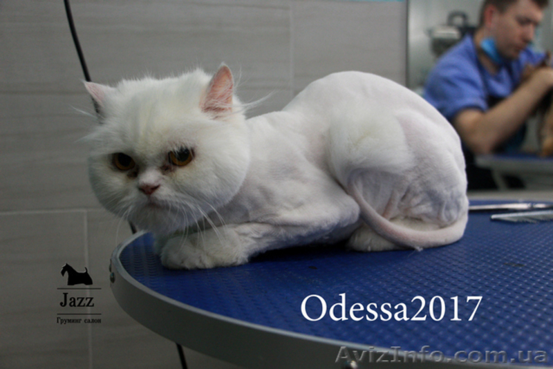 Стрижка кошек без наркоза. Грумер Ирина Подгорная. - <ro>Изображение</ro><ru>Изображение</ru> #5, <ru>Объявление</ru> #1571542