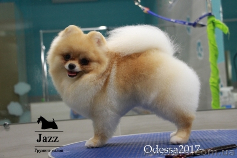 Померанский шпиц. Самый качественный груминг. Одесса. - <ro>Изображение</ro><ru>Изображение</ru> #3, <ru>Объявление</ru> #1574067